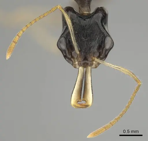 Anochetus fuliginosus specimen CASENT0250071 image casent0250071_3