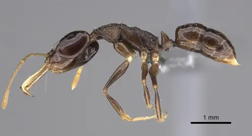Anochetus fuliginosus specimen CASENT0250071 image casent0250071_5