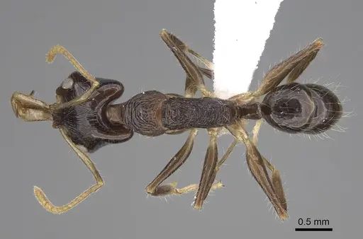 Anochetus fuliginosus specimen CASENT0403899 image casent0403899_1