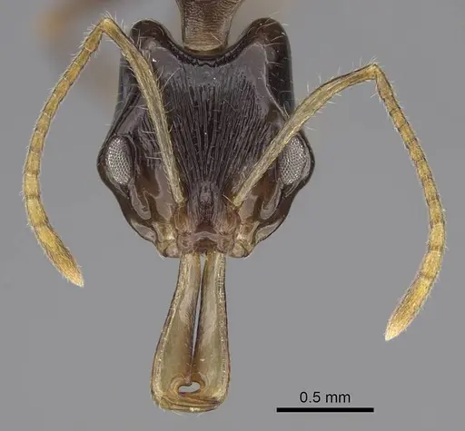 Anochetus fuliginosus specimen CASENT0403899 image casent0403899_2