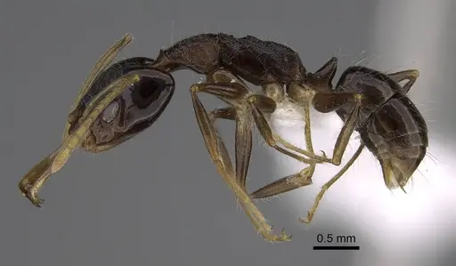 Anochetus fuliginosus specimen CASENT0403899 image casent0403899_3