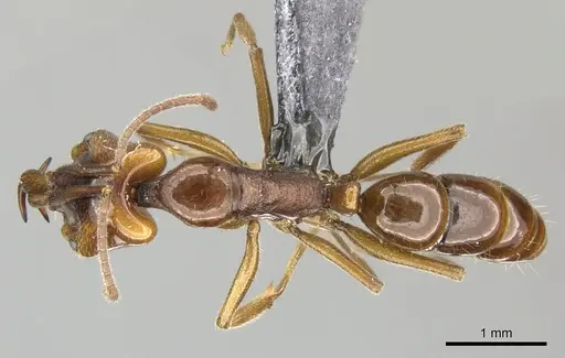 Anochetus ghilianii specimen CASENT0270572 image casent0270572_1