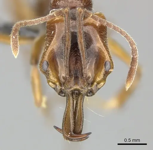 Anochetus ghilianii specimen CASENT0270572 image casent0270572_2
