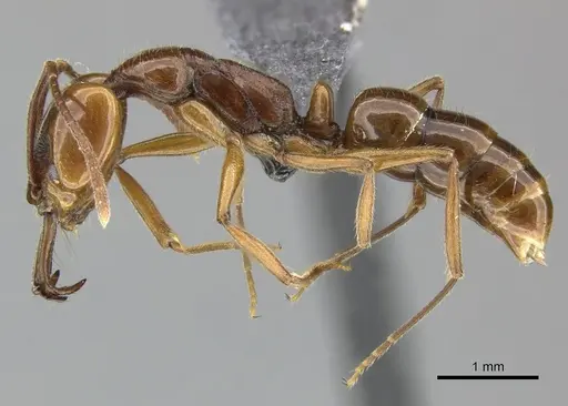 Anochetus ghilianii specimen CASENT0270572 image casent0270572_3