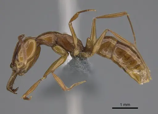Anochetus ghilianii specimen CASENT0270573 image casent0270573_1