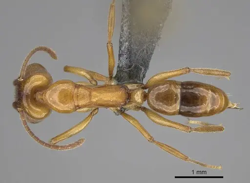 Anochetus ghilianii specimen CASENT0270574 image casent0270574_1