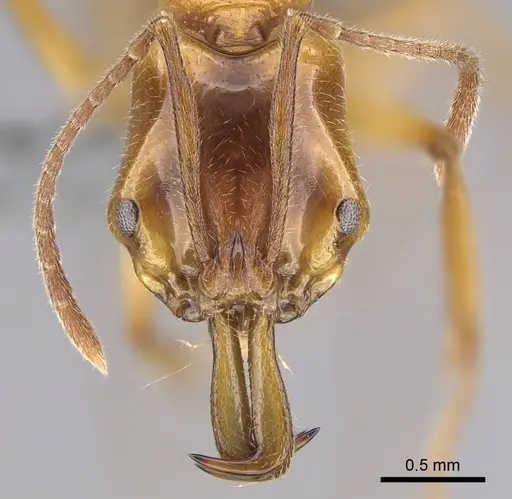 Anochetus ghilianii specimen CASENT0270574 image casent0270574_2