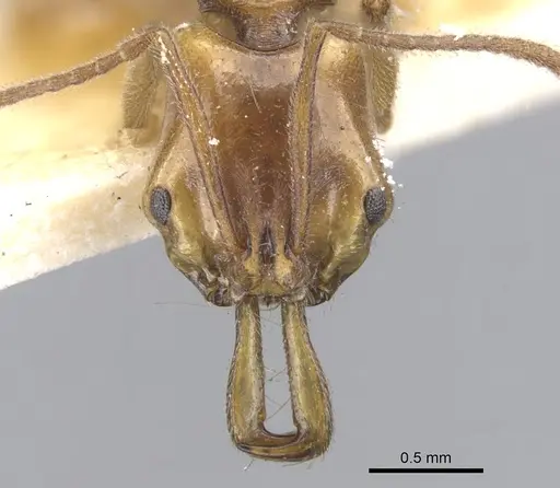 Anochetus ghilianii specimen CASENT0902459 image casent0902459_2