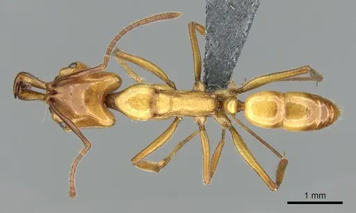 Anochetus ghilianii specimen CASENT0906625 image casent0906625_1