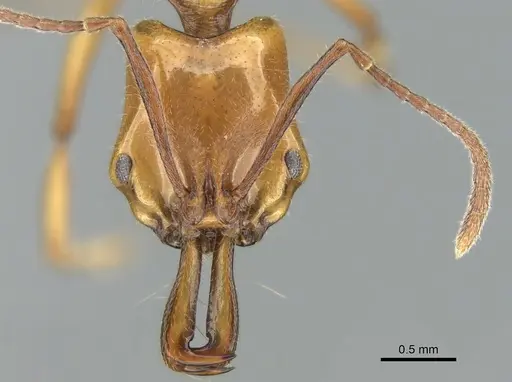 Anochetus ghilianii specimen CASENT0906625 image casent0906625_2
