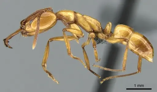 Anochetus ghilianii specimen CASENT0906625 image casent0906625_3