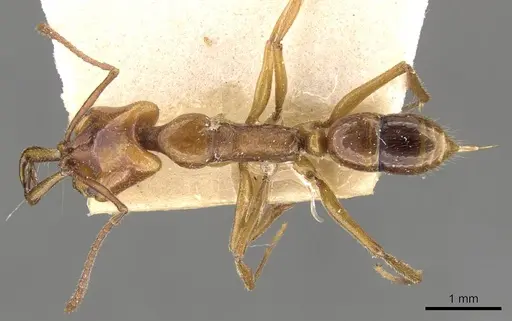 Anochetus ghilianii specimen CASENT0907417 image casent0907417_1