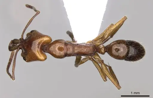 Anochetus ghilianii specimen CASENT0914582 image casent0914582_1