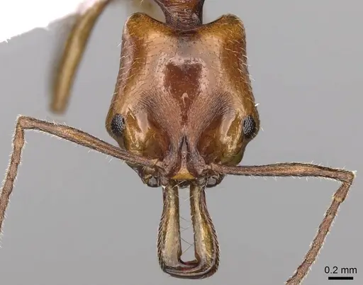 Anochetus ghilianii specimen CASENT0914582 image casent0914582_2