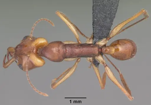 Anochetus goodmani specimen CASENT0104543 image casent0104543_1