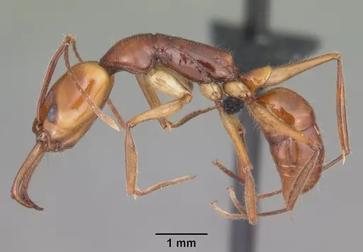 Anochetus goodmani specimen CASENT0104543 image casent0104543_3