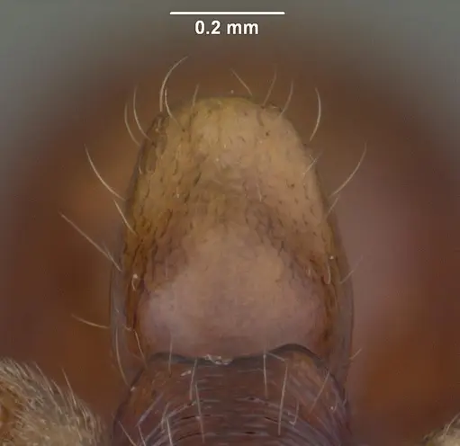 Anochetus goodmani specimen CASENT0104543 image casent0104543_4