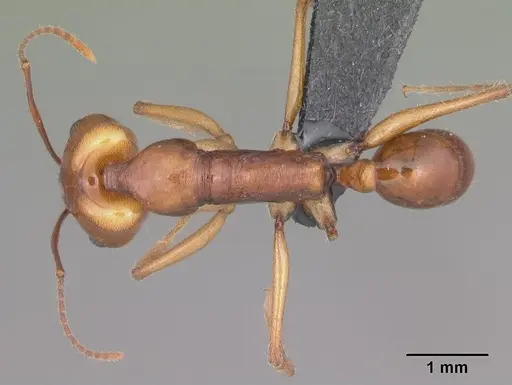 Anochetus goodmani specimen CASENT0104548 image casent0104548_1
