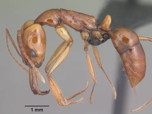 Anochetus goodmani specimen CASENT0104548 image casent0104548_3