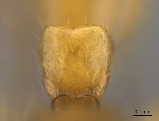 Anochetus goodmani specimen CASENT0147683 image casent0147683_2