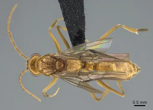 Anochetus goodmani specimen CASENT0211061 image casent0211061_1