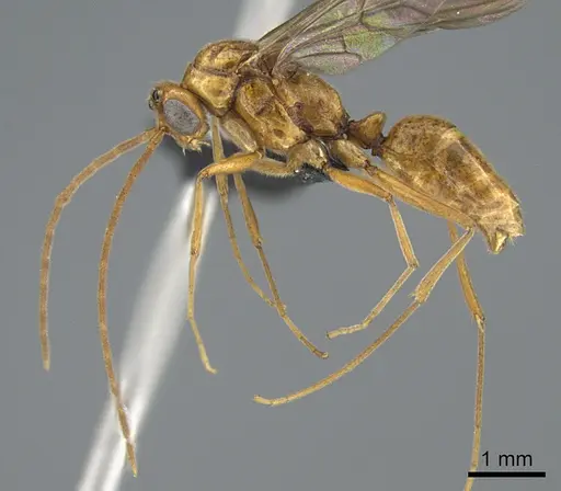 Anochetus goodmani specimen CASENT0211061 image casent0211061_3