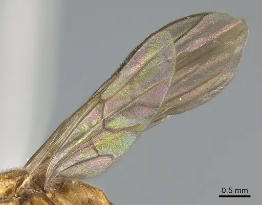 Anochetus goodmani specimen CASENT0211061 image casent0211061_4