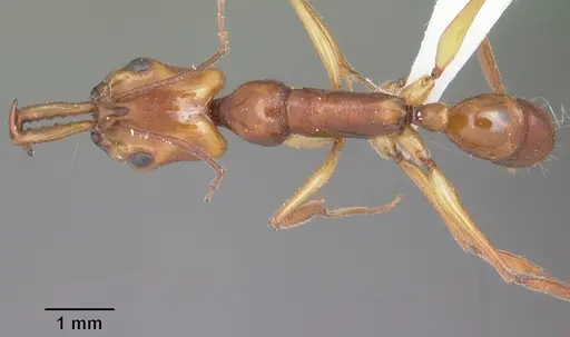 Anochetus goodmani specimen CASENT0416368 image casent0416368_1