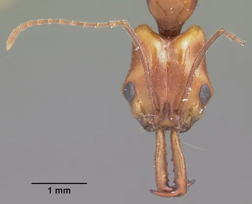 Anochetus goodmani specimen CASENT0416368 image casent0416368_2