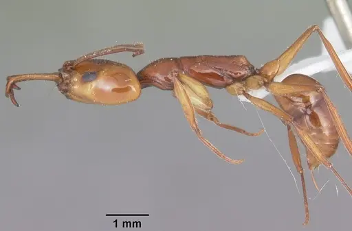Anochetus goodmani specimen CASENT0416368 image casent0416368_3