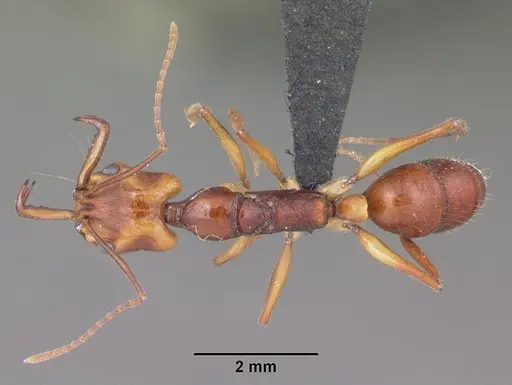 Anochetus goodmani specimen CASENT0454531 image casent0454531_1