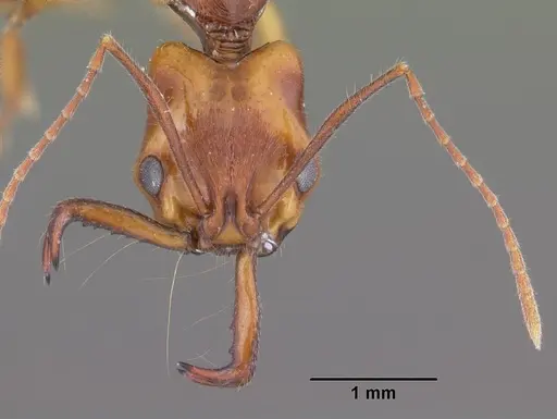 Anochetus goodmani specimen CASENT0454531 image casent0454531_2