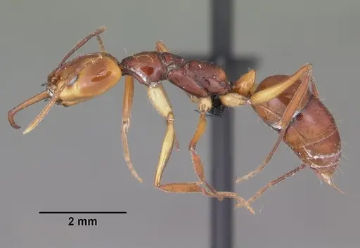 Anochetus goodmani specimen CASENT0454531 image casent0454531_3