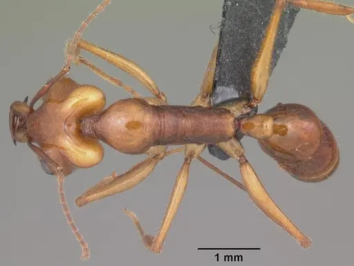 Anochetus goodmani specimen CASENT0498309 image casent0498309_1