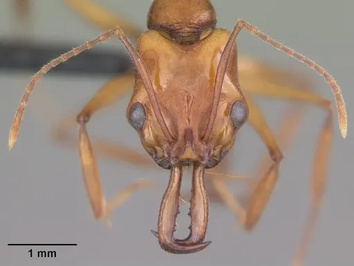 Anochetus goodmani specimen CASENT0498309 image casent0498309_2