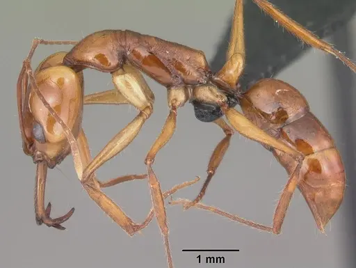 Anochetus goodmani specimen CASENT0498309 image casent0498309_3