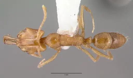 Anochetus graeffei specimen CASENT0010627 image casent0010627_1