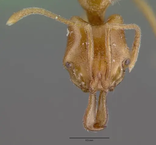 Anochetus graeffei specimen CASENT0010627 image casent0010627_2