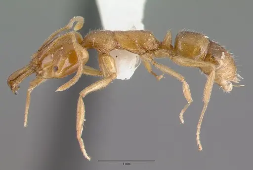 Anochetus graeffei specimen CASENT0010627 image casent0010627_3