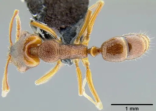 Anochetus graeffei specimen CASENT0171067 image casent0171067_1
