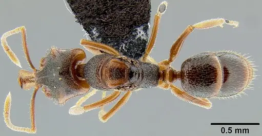 Anochetus graeffei specimen CASENT0171116 image casent0171116_1