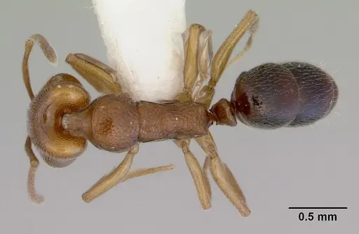 Anochetus graeffei specimen CASENT0172373 image casent0172373_1