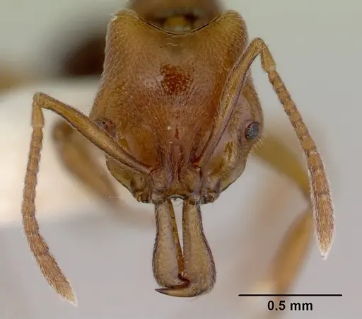 Anochetus graeffei specimen CASENT0172373 image casent0172373_2