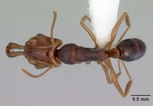 Anochetus graeffei specimen CASENT0172376 image casent0172376_1