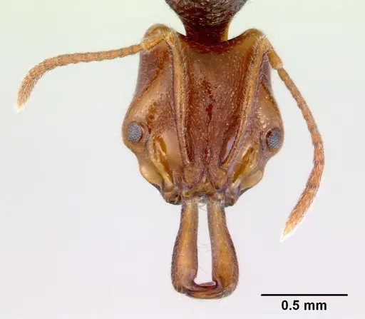 Anochetus graeffei specimen CASENT0172376 image casent0172376_2