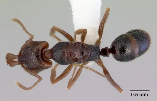 Anochetus graeffei specimen CASENT0172377 image casent0172377_1