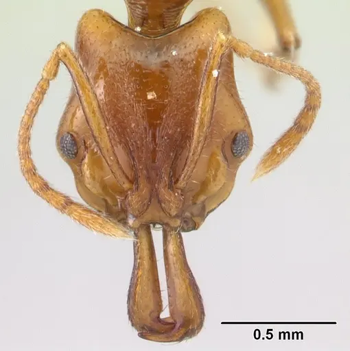Anochetus graeffei specimen CASENT0178350 image casent0178350_2