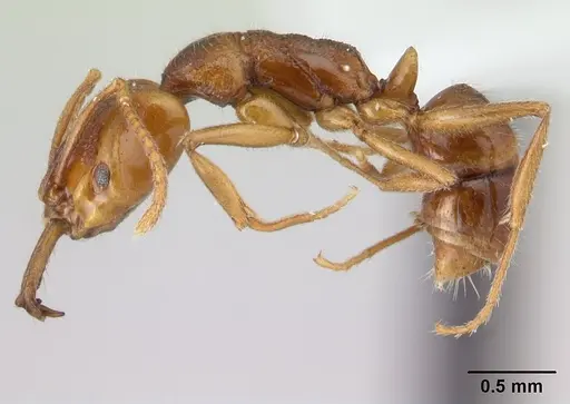 Anochetus graeffei specimen CASENT0178350 image casent0178350_3