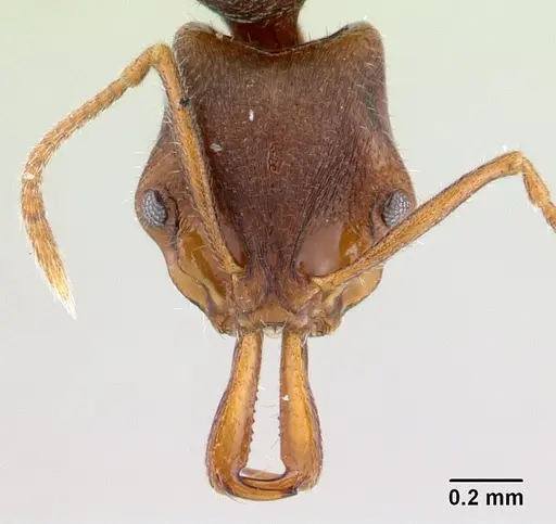 Anochetus graeffei specimen CASENT0178464 image casent0178464_2
