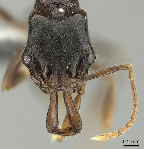 Anochetus graeffei specimen CASENT0199788 image casent0199788_2